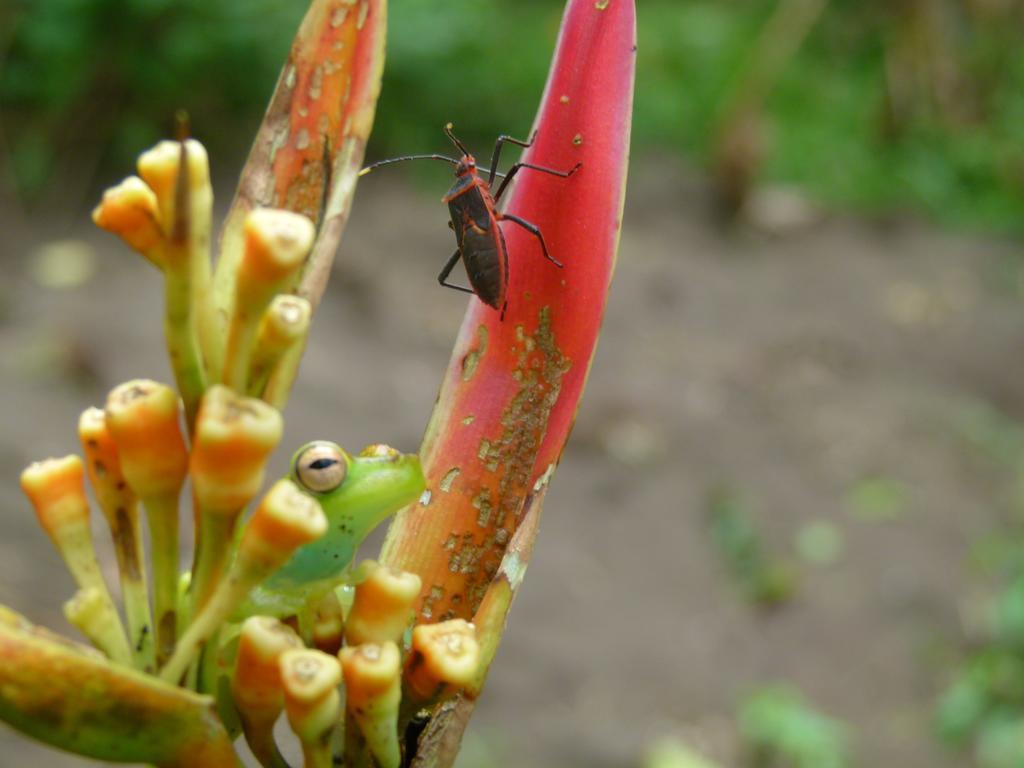 Aracari Garden Hostel 托尔图格罗 外观 照片